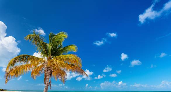 Caribbean