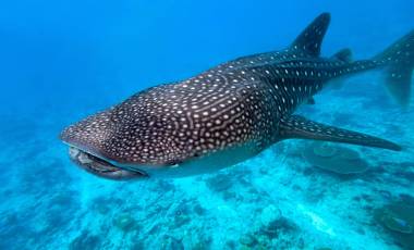 Whale shark